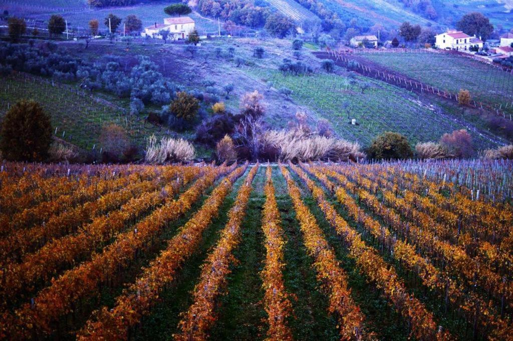 Agriturismo Cantina Morone Guardia Sanframondi المظهر الخارجي الصورة